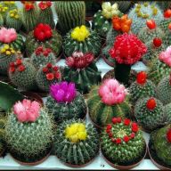 цветущие кактусята