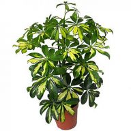 шефлера маленькая