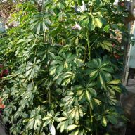 шефлера тройная большая