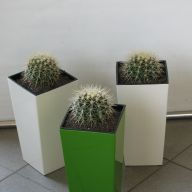 эхинокактус Грузони в квадратах