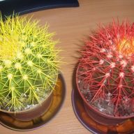 эхинокактус Грузони