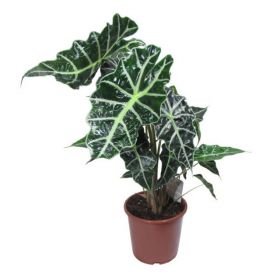 Алоказия Полли