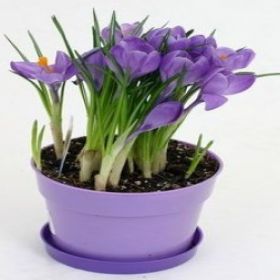 КРОКУС СИРЕНЕВЫЙ