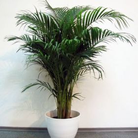 Хризолидокарпус большой