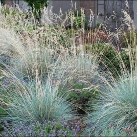 вика/Овес вечнозеленый helictotrichon-sempervirens_enl