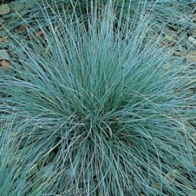 вика/Овсяница голубая Festuca glauca Biau Auslese_enl