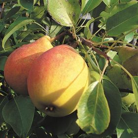 вика/груша2105-091