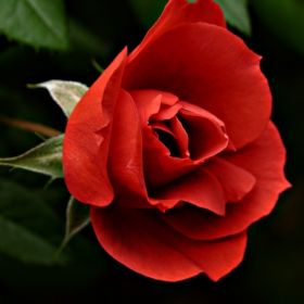 вика/роза микадо42