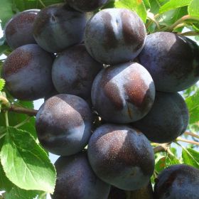 вика/слива Chachakskaya_naiboliya