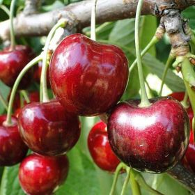 вика/черешня кордия image055