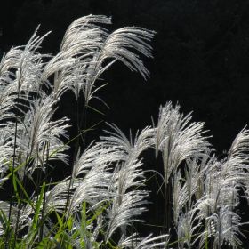 вика/Miscanthus-sp_enl