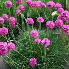 вика/armeria