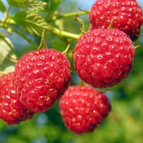 вика/malina-prosto_prelest