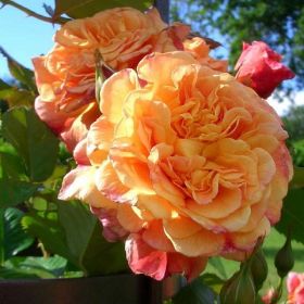вика/rose_alloha