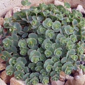 вика/sedum_sieboldii