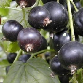 вика/smorodinyi-chernoy-guliver