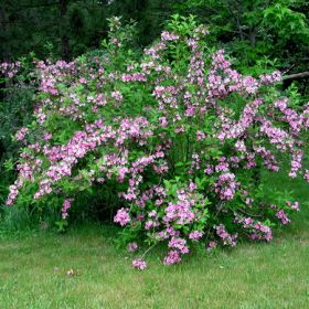 вика/weigela florida variegata-_enl