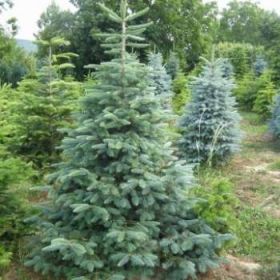 ель колючая 1