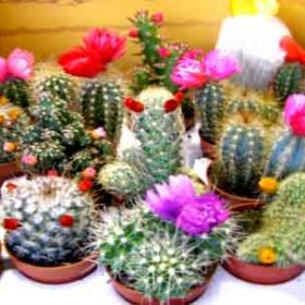 кактусы микс цветущие