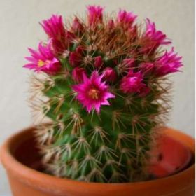 кактус маленький мамилярия