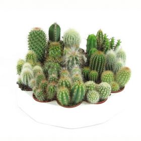 кактус микс (25)