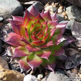 каменная роза