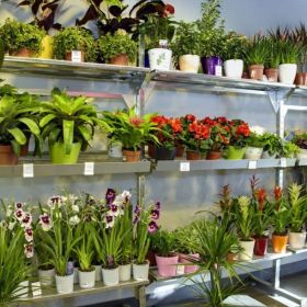 многообразие растений на тролях