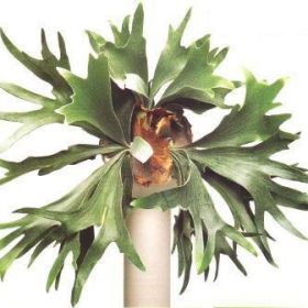 платицериум