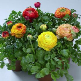 ранункулюс