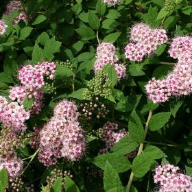 спирея японская