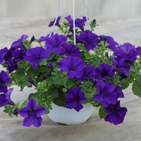 сурфиния фиолетовая в подвеске