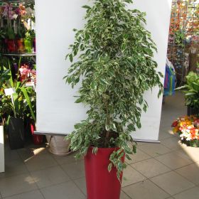 фикус бенжамин