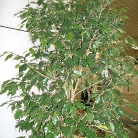 фикус большой 310