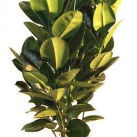 фикус робуста тройной