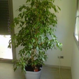 фикус средний 210