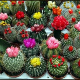 цветущие кактусята