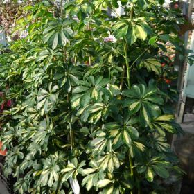 шефлера тройная большая