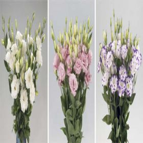 3 разных вида эустомы