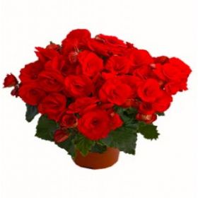 begoniya_ehlatior_baladin_krasnaya