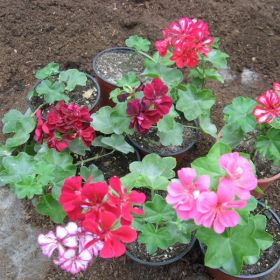 pelargonium ампельная рассада