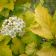 вика/Physocarpus_opulifolius_Luteuswy_enl