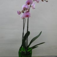 двухтаковая орхидея