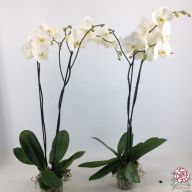 королевская орхидея