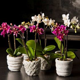 мини орхидеи разноцв