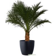 финиковая пальма 2